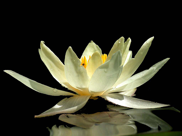 Lily on Black by Philip Clift Lily on Black by Philip Clift